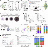 Studies on the presence and effect of the DIO2 pathway in iPSC-derived NPCs