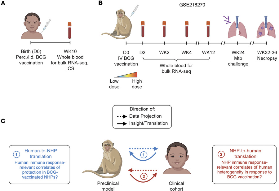 BCG-induced patterns in gene expression across species.
(A) Schematic sh...