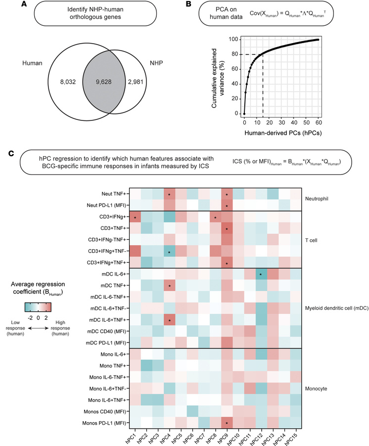Human-derived principal components associate with BCG-specific immune re...