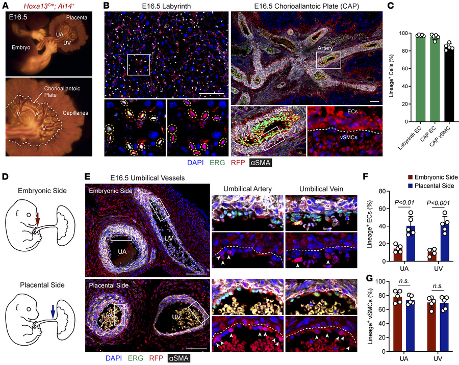 The allantois gives rise to endothelial cells in the umbilical cord and ...
