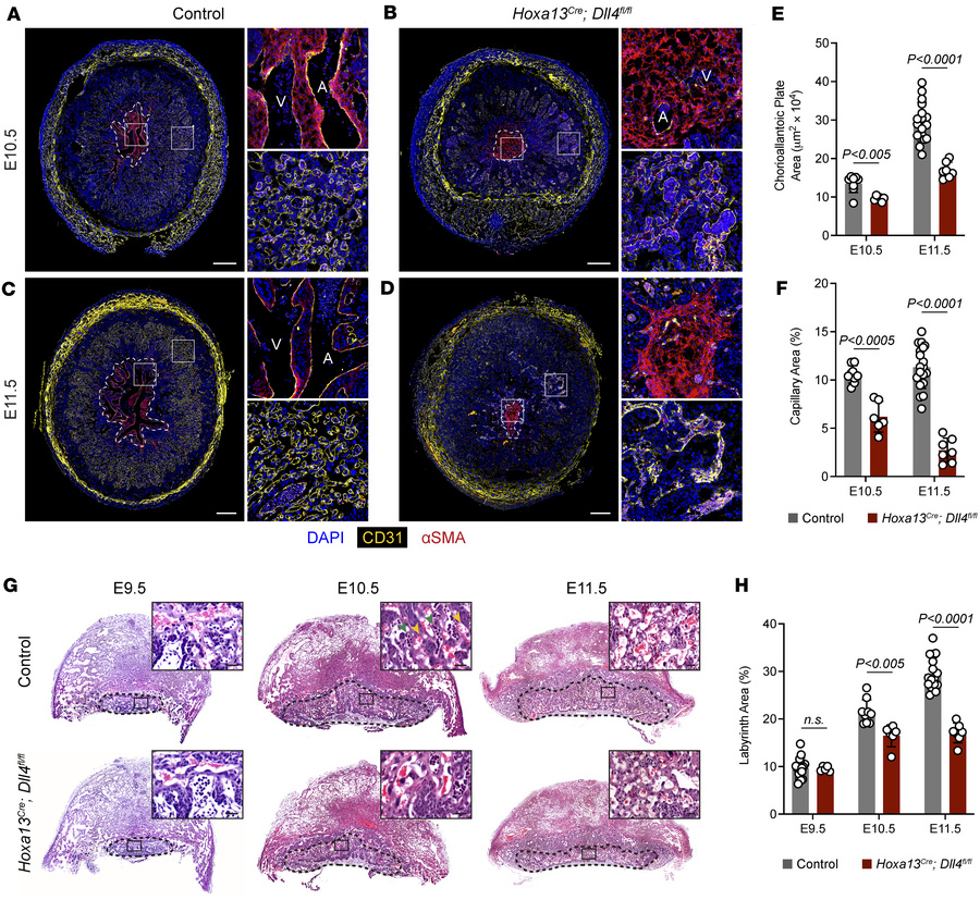 
Dll4 is required for expansion of the placental labyrinth and syncytiot...