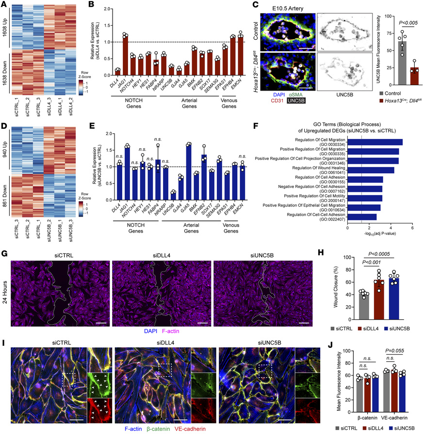 UNC5B acts downstream of DLL4 to restrict endothelial migration by stabi...