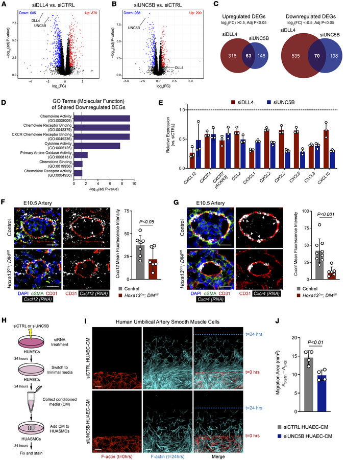 UNC5B controls endothelial chemokine signaling to promote smooth muscle ...