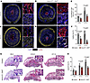 Dll4 is required for expansion of the placental labyrinth and syncytiotroph
