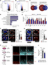 UNC5B controls endothelial chemokine signaling to promote smooth muscle cel
