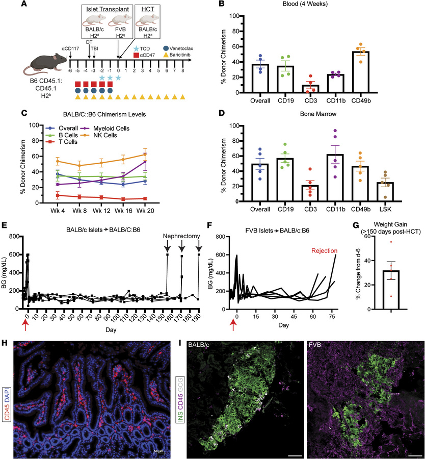 Allogeneic islet tolerance and diabetes reversal after simultaneous isle...
