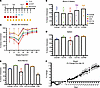 αCD47 monoclonal antibody conditioning promotes durable mixed hematopoietic