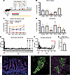 Allogeneic islet tolerance and diabetes reversal after simultaneous islet a
