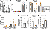 Peripheral tolerance mechanisms in mixed chimeric mice.