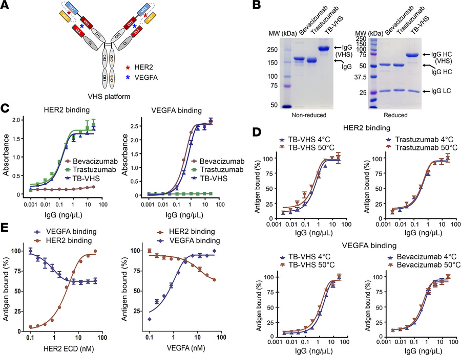 Physicochemical properties and functional characterization of TB-VHS.
(A...