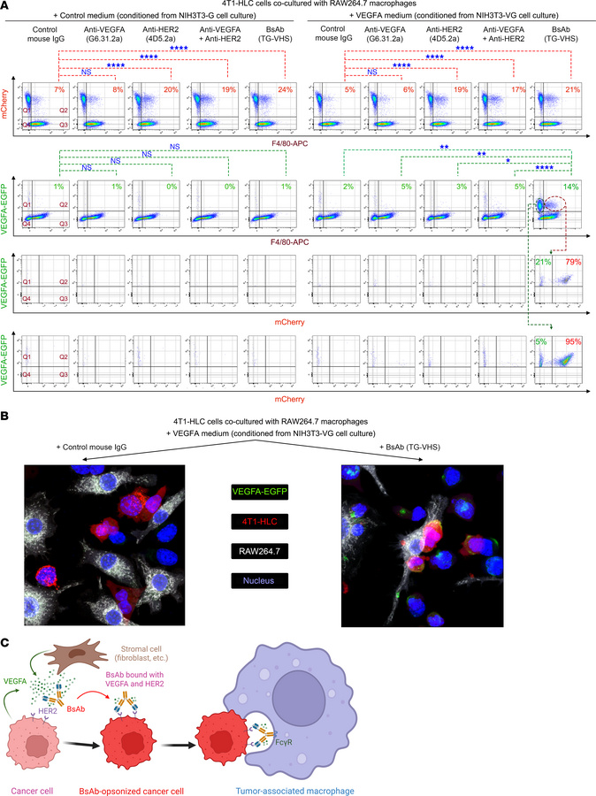 Co-phagocytosis of fibroblast-secreted VEGFA with HER2-overexpressing ca...