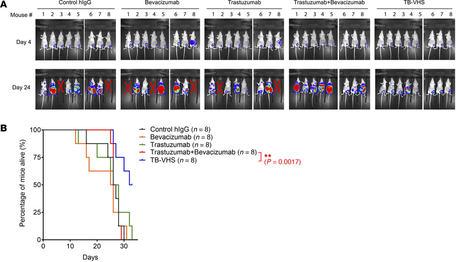 Anti-metastasis activity of TB-VHS against 4T1-HL tumors co-implanted wi...