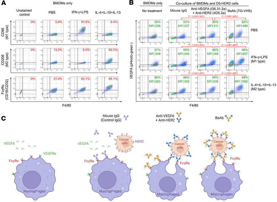 Co-phagocytosis of recombinant VEGFA with HER2-overexpressing cancer cel...