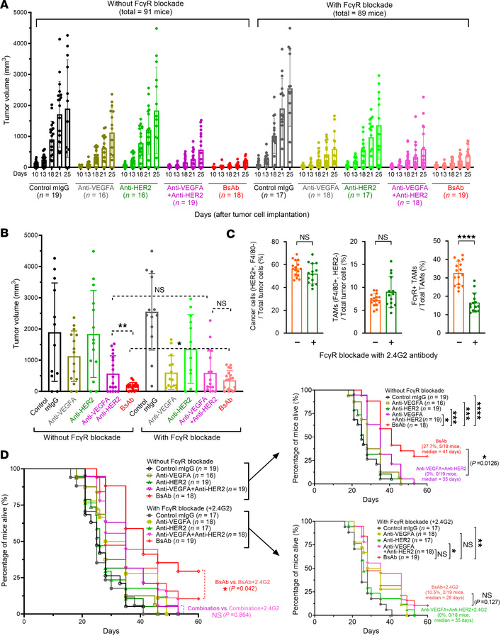 Dependence on FcγRs on TAMs of TG-VHS’s antitumor activity and survival ...