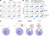 Co-phagocytosis of recombinant VEGFA with HER2-overexpressing cancer cells
