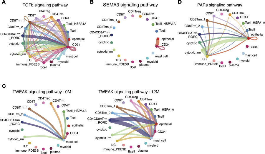 GLP-2 analog treatment enhances communication between epithelial, immune...