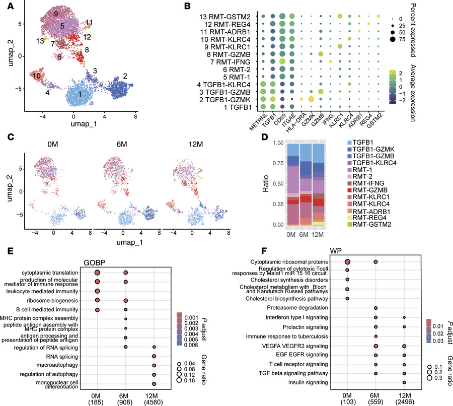 Diverse CD8+ T cell subset dynamics reflect patient-specific responses t...