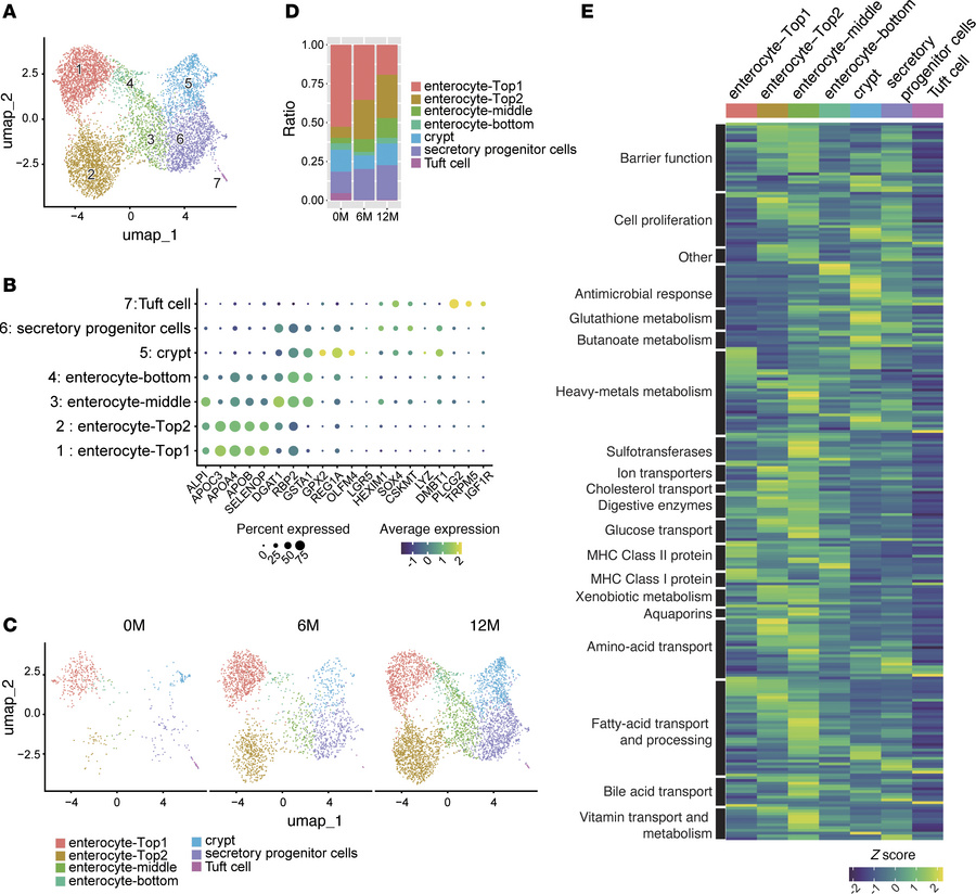 GLP-2 therapy promotes nutrient-absorptive epithelial lineages while sup...