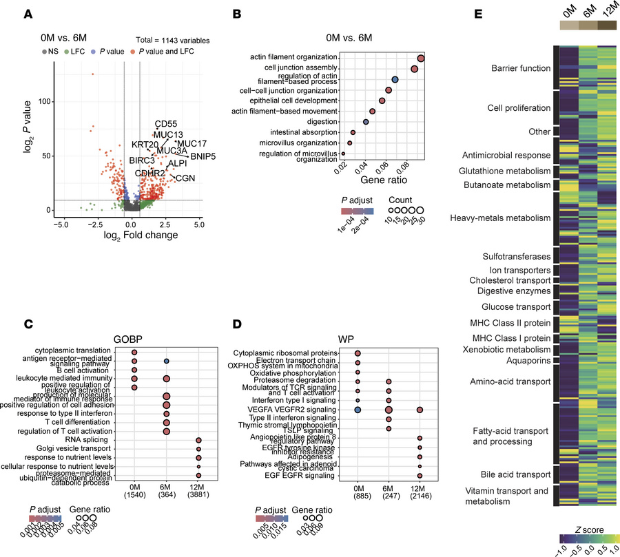 Longitudinal gene expression profiling uncovers coordinated enhancement ...