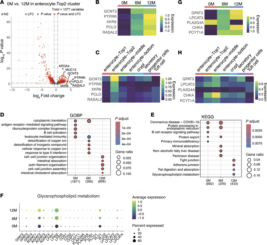 Longitudinal gene expression analysis of enterocyte-Top2 cluster reveals...