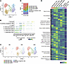 GLP-2 therapy promotes nutrient-absorptive epithelial lineages while suppre