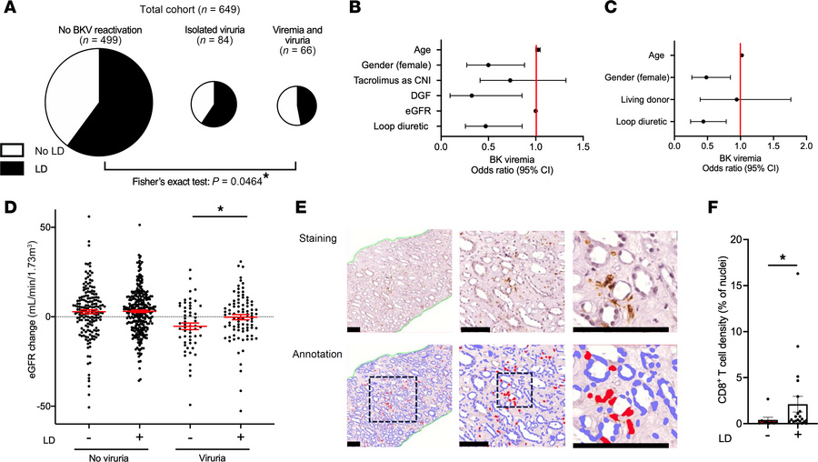BKV reactivation, outcome, and renal CD8+ T cell accumulation in kidney ...