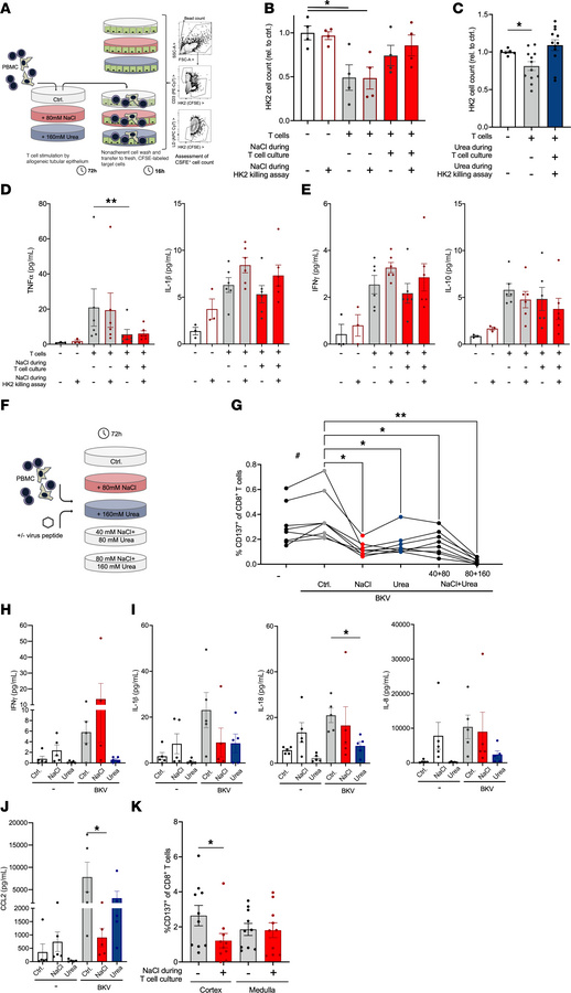 Response to BKV peptide and tubular epithelial cell killing are dampened...