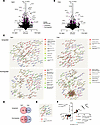 Differential modulation of human CD8+ T cell gene expression by NaCl and ur