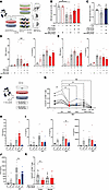 Response to BKV peptide and tubular epithelial cell killing are dampened by