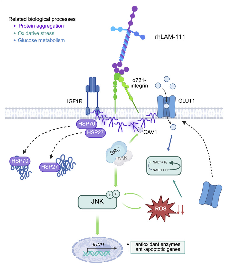 Schematic of molecular interactions between dysregulated spatial proteom...