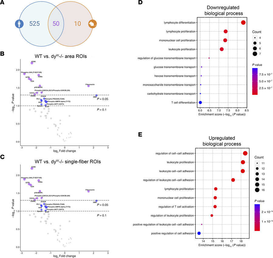 Digital spatial profiling of dyW–/– TA shows disrupted glucose metabolis...