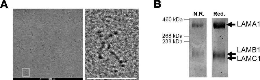 Characterization of purified rhLAM-111.
(A) Shadow rotary image of purif...