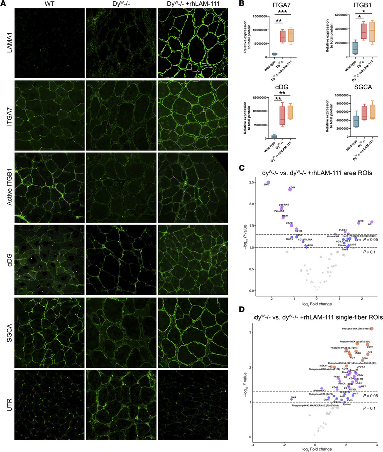RhLAM-111 restores laminin adhesion complex proteins’ localization and r...