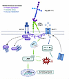 Schematic of molecular interactions between dysregulated spatial proteomics