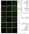 RhLAM-111 restores laminin adhesion complex proteins’ localization and rest