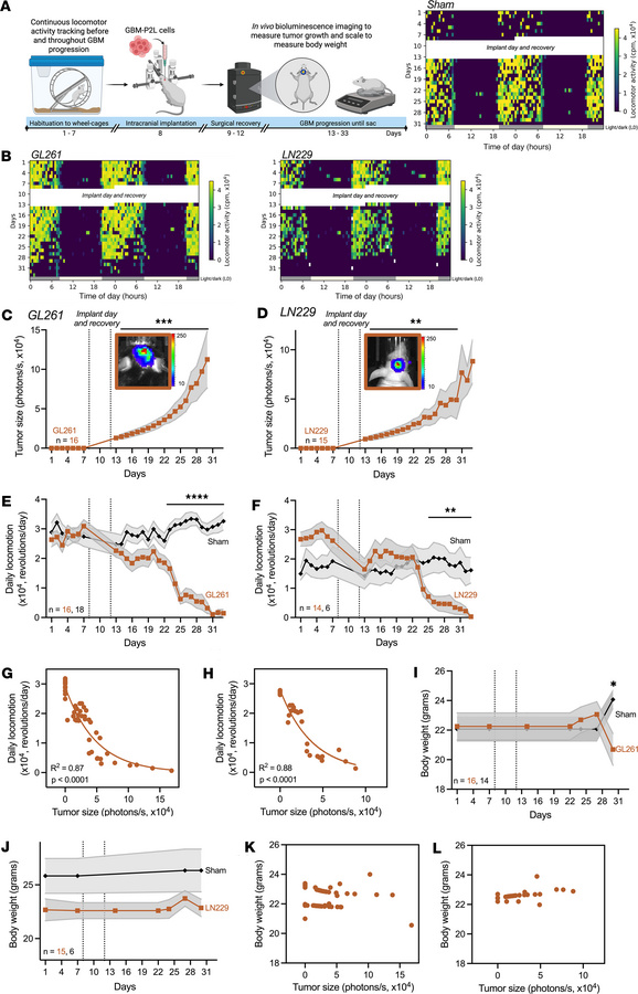 Daily locomotion declined with intracranial tumor growth.
(A) We recorde...