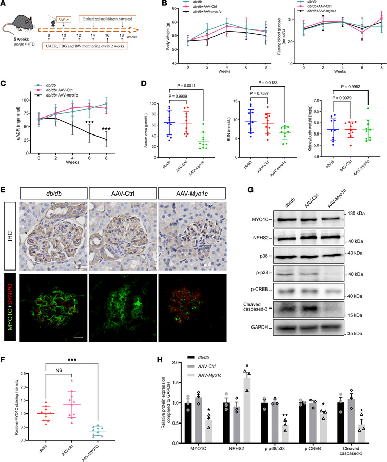 Podocyte-specific knockdown of Myo1c via AAV reduces renal injury in dia...