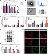 Comprehensive analysis of high glucose and high fat effects on podocyte via
