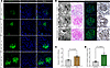 MYO1C expression in mouse and human kidney tissues.
