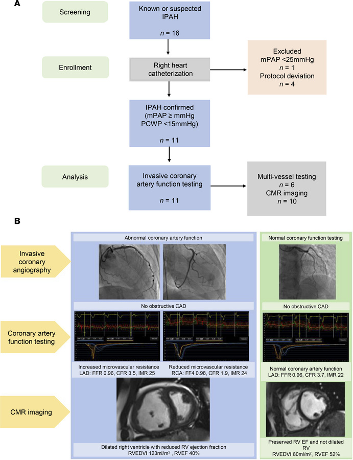 Flow diagram and schematic of invasive and noninvasive phenotyping.
(A) ...