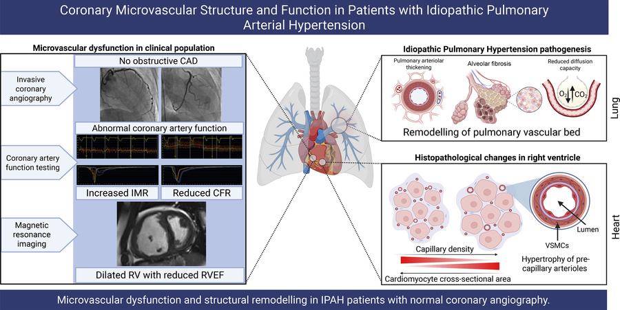 graphical abstract