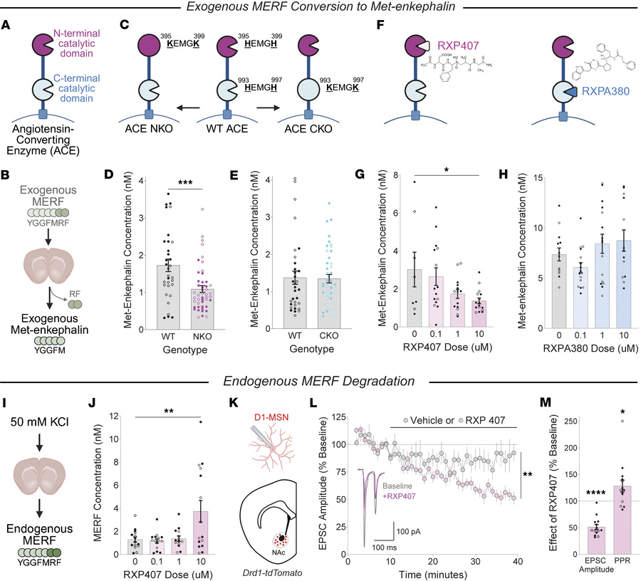 Met-enkephalin-Arg-Phe (MERF) degradation by the angiotensin-converting ...