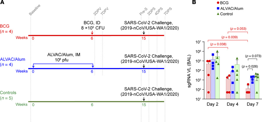 Schematic representation of the immunization regimen and replicating vir...