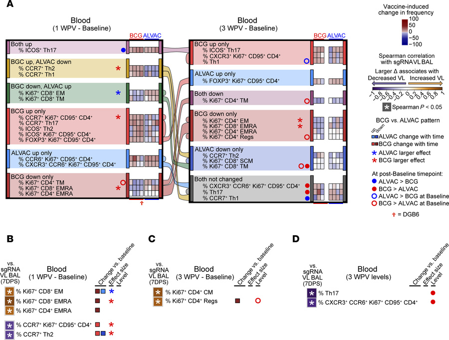 Differences in T cell subsets between ALVAC/Alum and BCG following vacci...