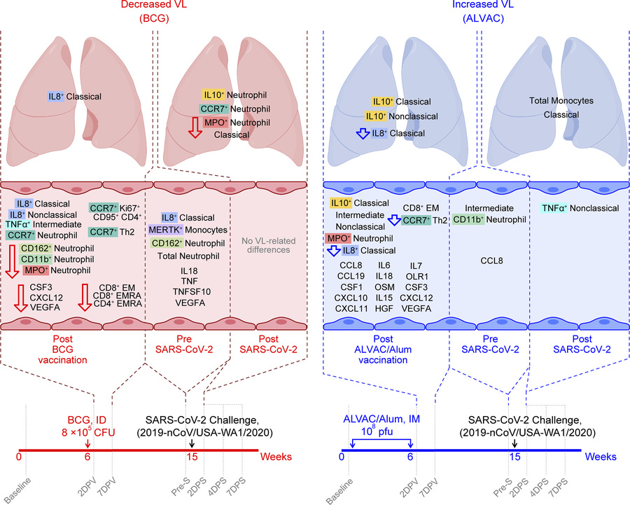 Summary of differences in immune responses induced by BCG and ALVAC/Alum...