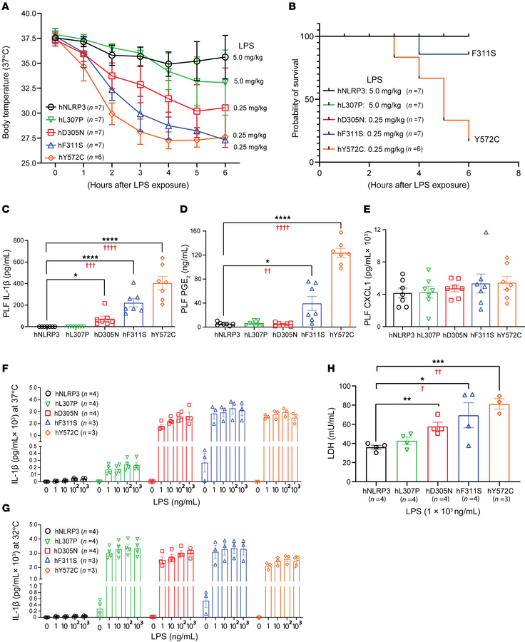 Response of the peritoneum and peritoneal macrophages in mice heterozygo...