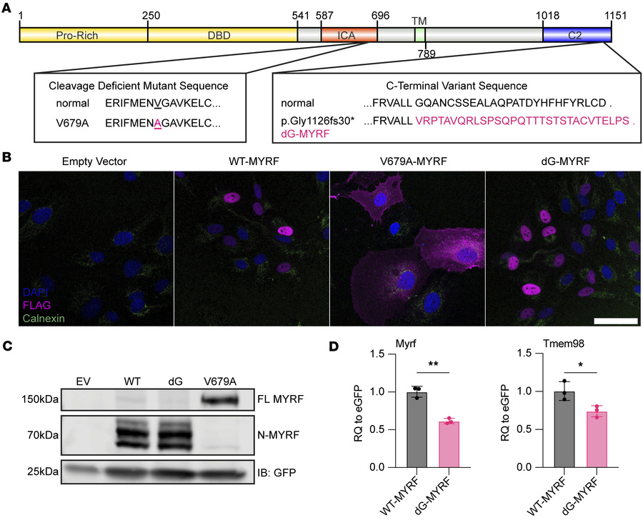 Processing of C-terminal MYRF variant in vitro.
(A) Diagram of amino aci...
