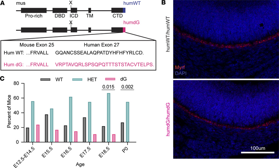 Homozygous Myrf humdG mice are embryonic lethal.
(A) Schematic showing t...