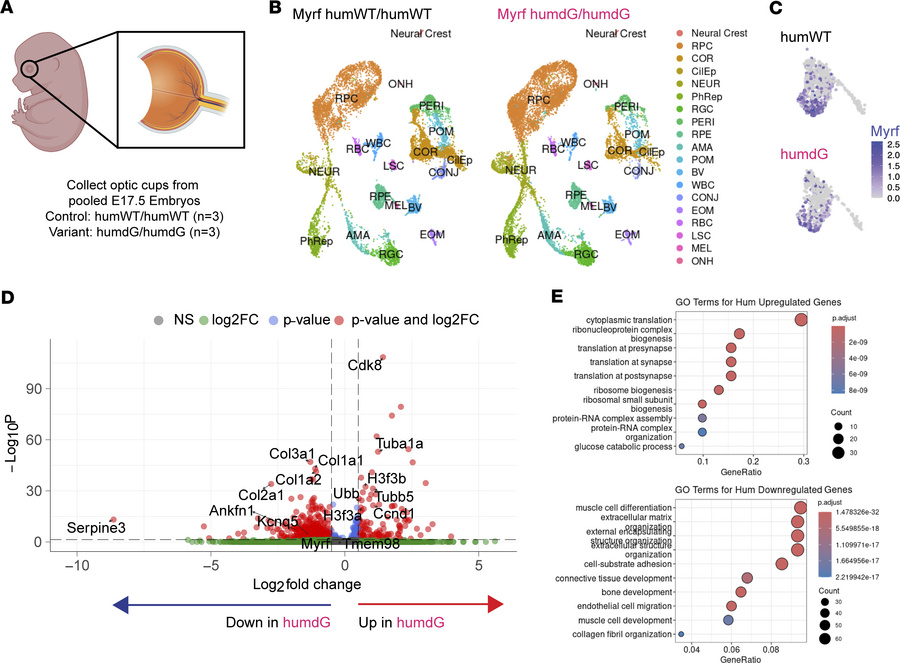 scRNA-seq reveals molecular changes in RPE of mice carrying C-terminal M...
