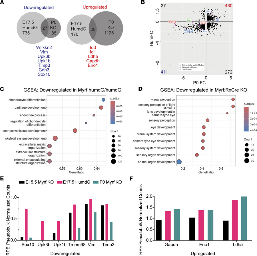 
MyrfhumdG C-terminal variant acts as a hypomorphic allele.
(A) Comparis...